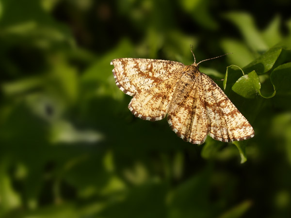 farfallina da identificare - geometride?